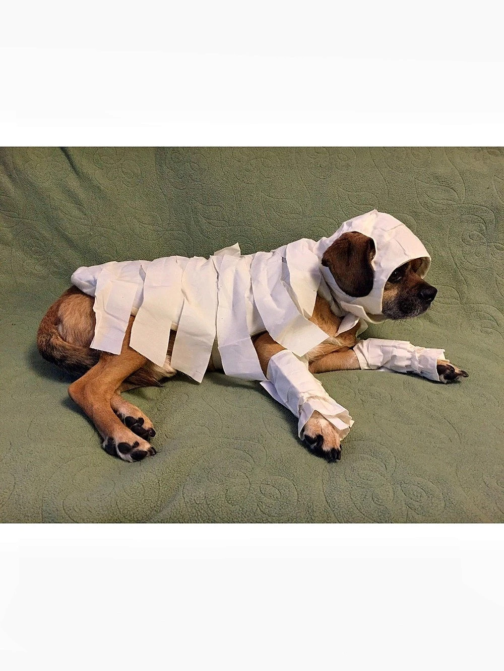 Dog Mummy Costume
